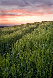 Barley at sunset