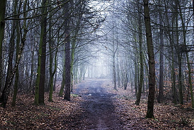 Alone in the woods