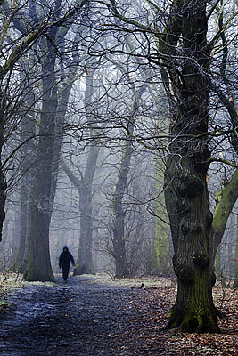 Not alone in the woods