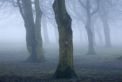 Fog in the park