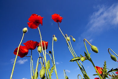 Poppies