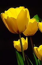 tulip tulip