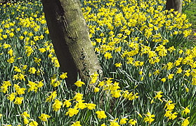 daffodils daffodils