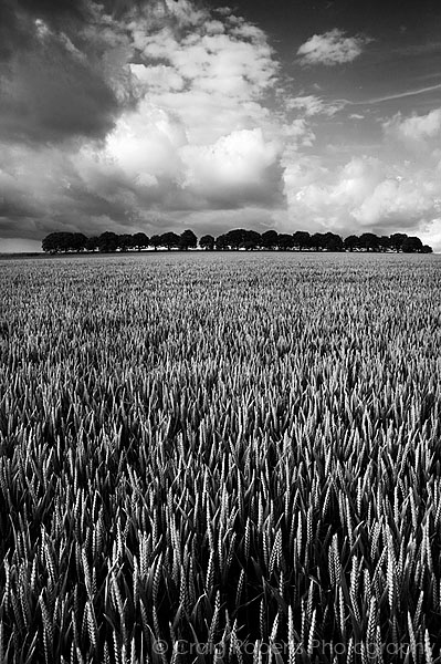 Cheesefoot Head
