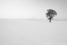 Snowy tree