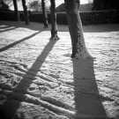 Tree shadows