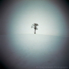 Lone tree II