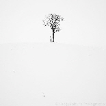 One tree, mnay views