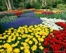 Keukenhoff Gardens