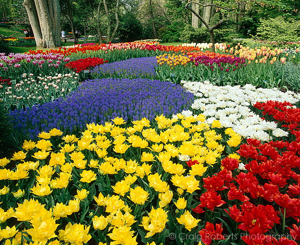 Keukenhoff Gardens