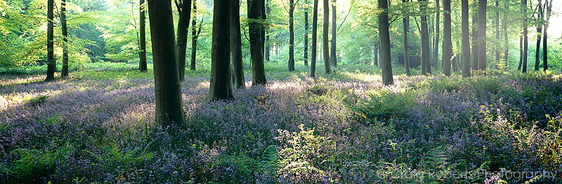 Bluebell Wood