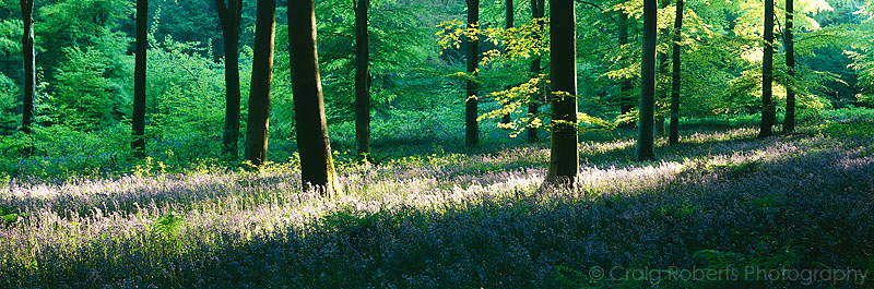 Bluebell Wood