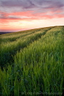 Barley field