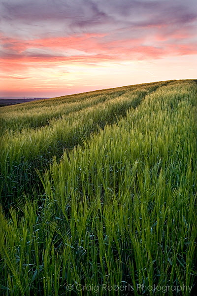Barley field