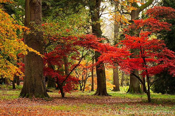Thorpe Perrow