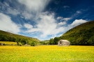Buttercup Meadows