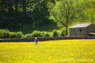 Buttercup Meadows
