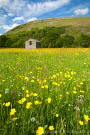 Buttercup Meadows