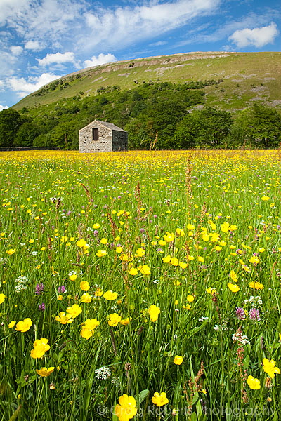 Buttercup Meadows