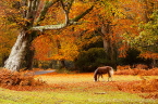 New Forest