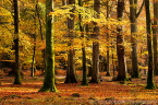 New Forest