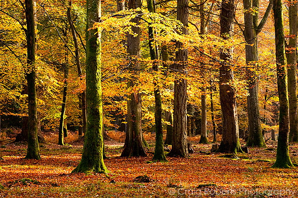 New Forest