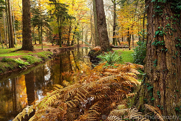 Rhinefield Ornamental Drive