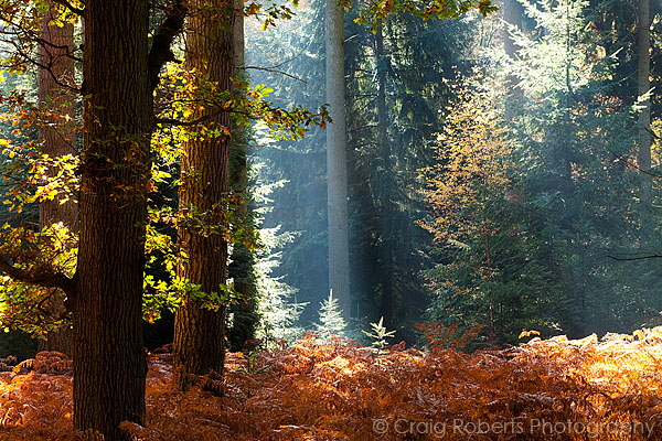 Rhinefield Ornamental Drive