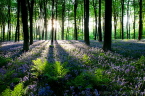 Micheldever Wood