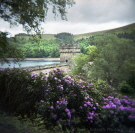 Ladybower Azalea