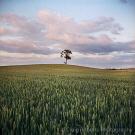 Lone Tree