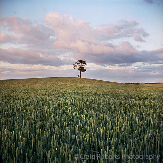 Lone Tree