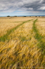 Wheat, Sherburn