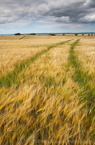 Wheat, Sherburn