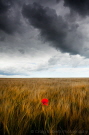 Poppy, Sherburn
