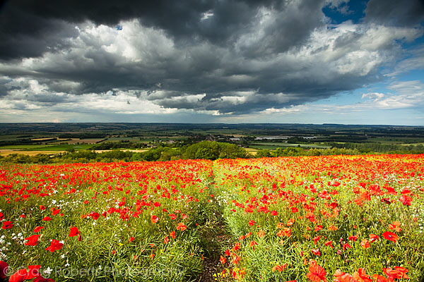 Poppies, Sherburn