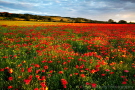 Poppies, Sherburn