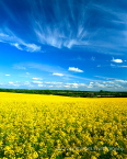 Oil seed rape