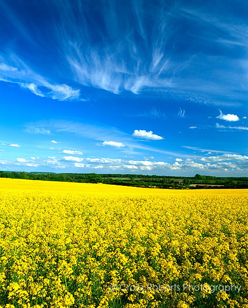 Oil seed rape