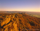 The Roaches